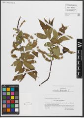 Foto von Salix triandra L.